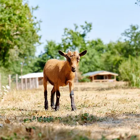Glamping Vendee Οργανωμένο κάμπινγκ *