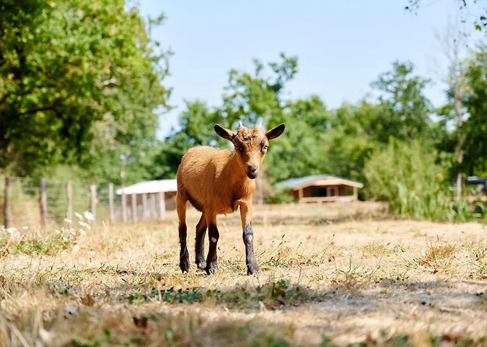 Glamping Vendee Luxuszelt *
